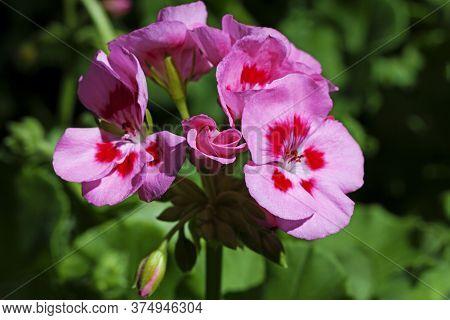 Intensely Pink Flowers Found At Greenhouses Close To Flee Market