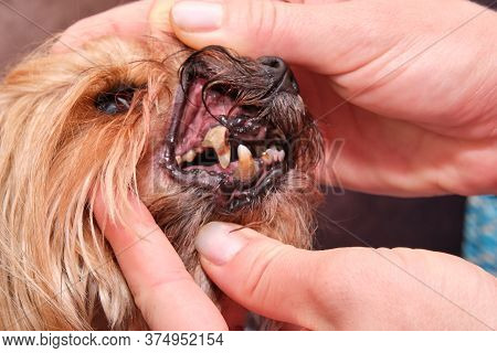 Checking The Dog's Teeth. Dogs Have Problems With The Oral Cavity, Limestone, Gingivitis, Caries. Se