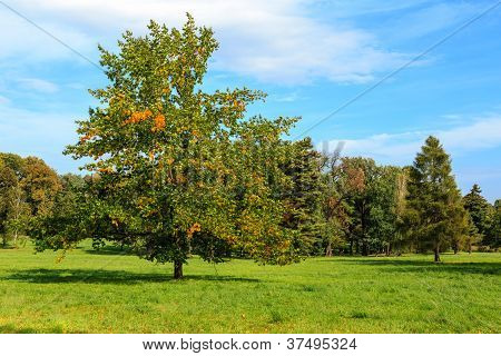 Anticipo albero autunno
