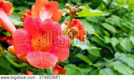 Flower Head Of Tropical Flower Campsis Radicans, Cow Itch Vine, Hummingbird Vine, Trumpet Creeper Re