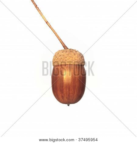 ACORN sobre fondo blanco