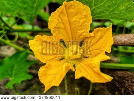 A Beautiful Yellow Flower With Blurry Background