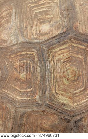 Blurry Image Of Turtle\'s Shell. Pattern Of Nature. Cropped Shot Of Giant Turtle Shell.