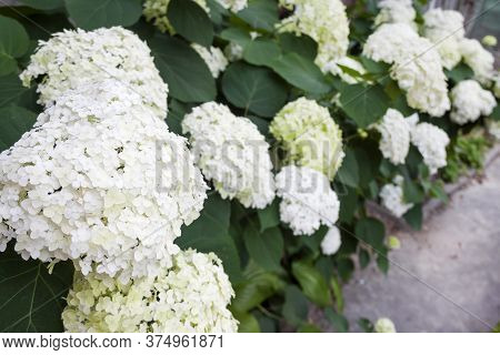 Blooming White Annabelle Hydrangea Arborescens (commonly Known As Smooth Hydrangea, Wild Hydrangea, 