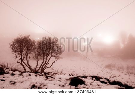 Туманный дерево