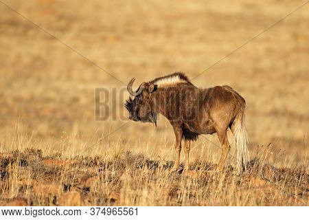 A black wildebeest (Connochaetes gnou) in natural habitat, Mountain Zebra National Park, South Africa