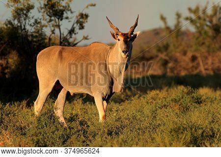Male eland antelope (Tragelaphus oryx) in natural habitat, Mokala National Park, South Africa