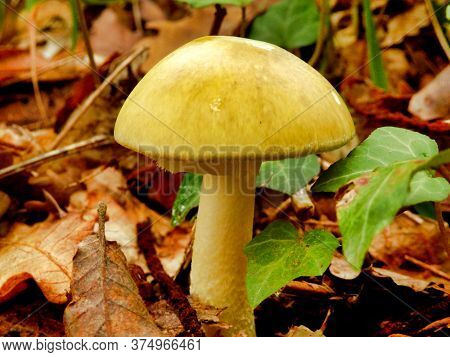 Amanita Phalloides, Also Known As The Deathcap Mushroom As Lethally Poisonous Even In Small Doses