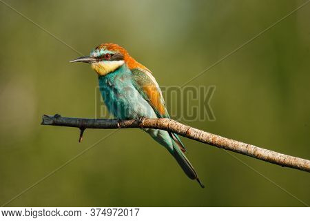 A Golden Bee Eater Sits On A Branch On A Green Background