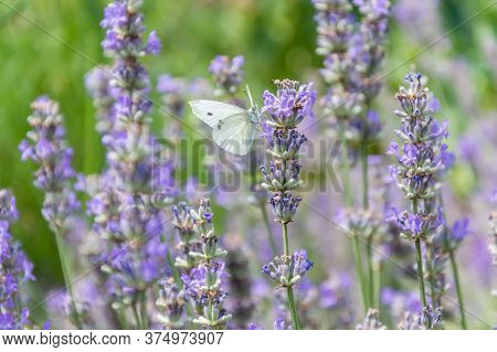 White Cabbage Butterfly With Big Eyes And Antenna On Purple Lavender Flower In Summer. Blurred Green