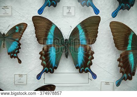 Beautiful Papilio Blumei Butterfly On White Background
