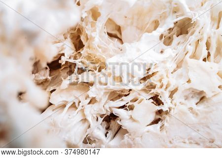 Close Up Of Hericium Erinaceus Or Lions Mane Mushroom. Medical Mushroom Concept