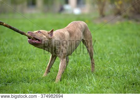 Pit Bull Plays With A Stick