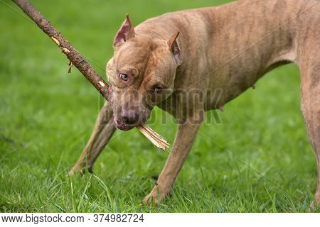 A Brown Pit Bull Plays With A Stick