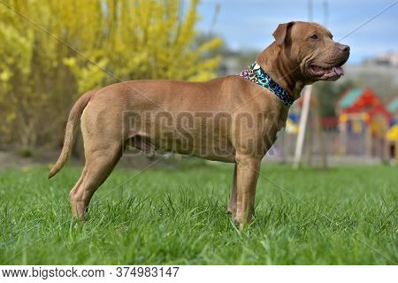Brown American Pit Bull Terrier