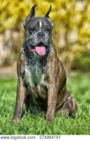 German Boxer With Cropped Ears