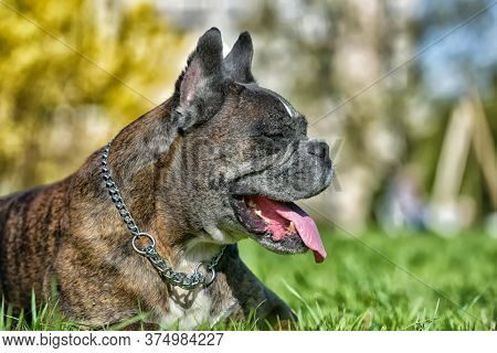 German Boxer With Cropped Ears