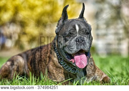 German Boxer With Cropped Ears