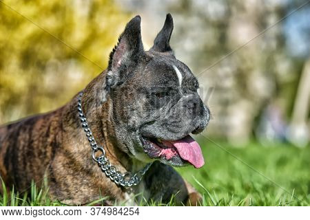 German Boxer With Cropped Ears