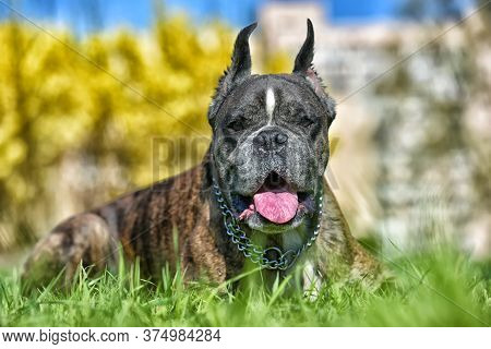 German Boxer With Cropped Ears