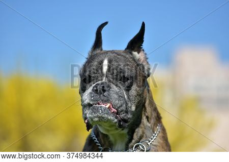 German Boxer With Cropped Ears In The Summer In The Park