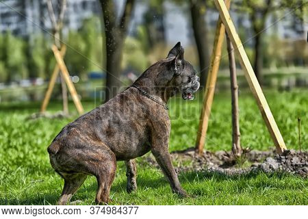 German Boxer With Cropped Ears Playing
