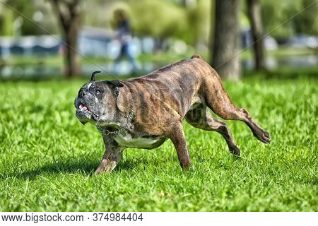 German Boxer With Cropped Ears Playing