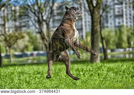 German Boxer With Cropped Ears Playing