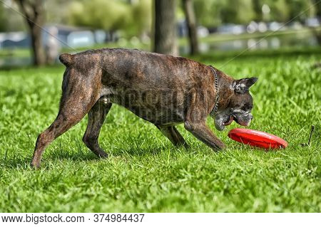 German Boxer With Cropped Ears Playing