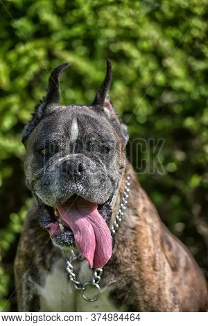 German Boxer With Cropped Ears In The Summer In The Park