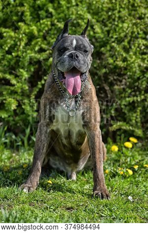 German Boxer With Cropped Ears