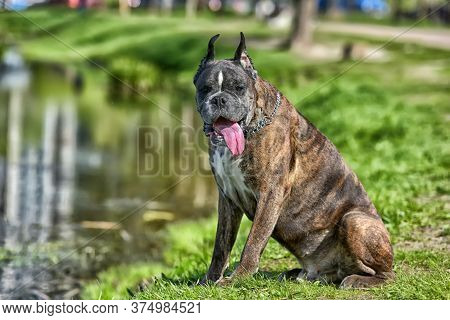 German Boxer With Cropped Ears In The Summer In The Park