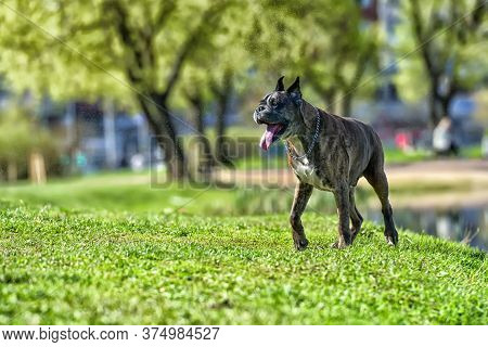 German Boxer With Cropped Ears
