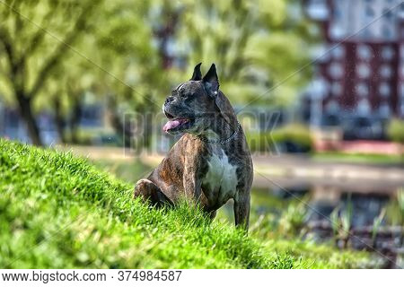 German Boxer With Cropped Ears