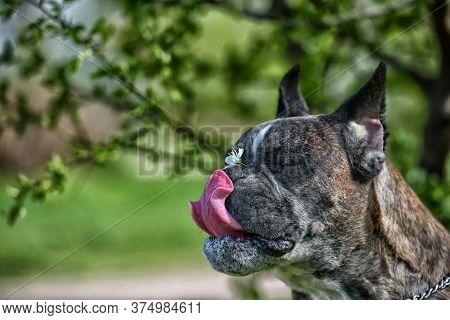 German Boxer With Cropped Ears