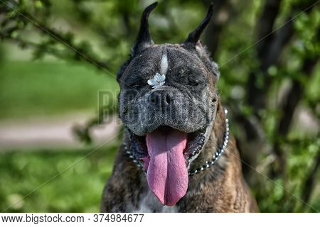 German Boxer With Cropped Ears