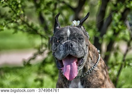 German Boxer With Cropped Ears