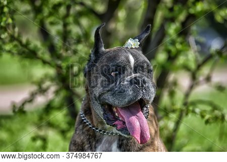 German Boxer With Cropped Ears