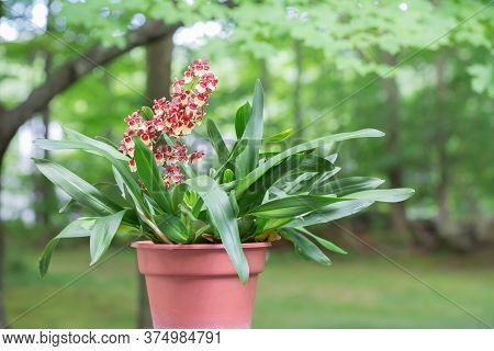 Beautiful Potted Oncidium Orchid With Red And Yellow Flowers On A Single Stem.