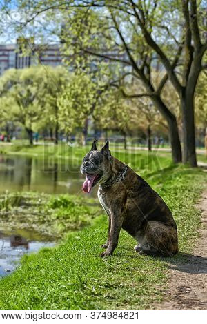 German Boxer With Cropped Ears
