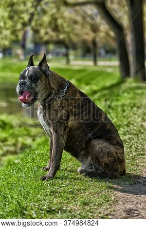 German Boxer With Cropped Ears