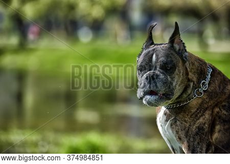 German Boxer With Cropped Ears