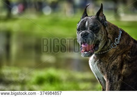 German Boxer With Cropped Ears