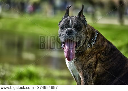 German Boxer With Cropped Ears