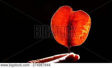 Red Leaves With Black Background, Light Illuminates From Behind Him