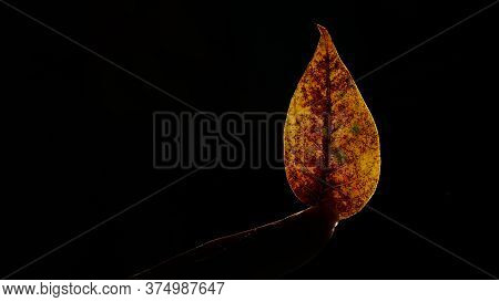 Leaves With Black Background, Light Illuminates From Behind Him