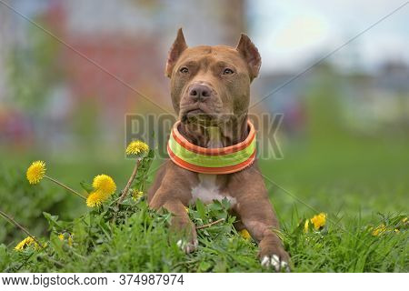 Brown Pit Bull Terrier With Dandelions In The Park