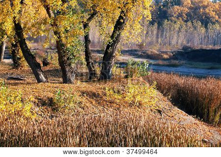 อุทยานแห่งชาติ Muresului Lunca โรมาเนีย ยุโรป