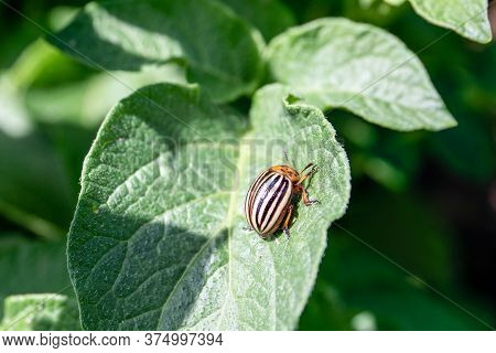 Colorado Beetle On Potato Leaf. Bug Feed On Leaves And Can Completely Defoliate Plants