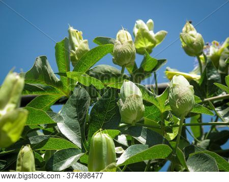 Passiflora Caerulea Blooming On The Green Leaves Under The Blue Sky. Blue Passionflower, Bluecrown P